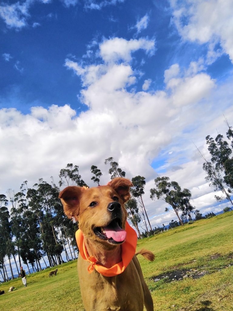 ¡Guau, guau! Bienvenido, humano, al universo sabrosón de Drypets. Aquí todo se saluda con un meneo de cola, unos brincos de emoción y una mordida feliz a nuestros snacks naturales. 🦴✨ ¿Vienes buscando croquetas crujientes, premios peludos o momentos deliciosamente compartidos? Sea lo que sea, estás en el lugar donde los lomitos encuentran su snack favorito… ¡y lo saben desde el primer mordisco! 😋🐶